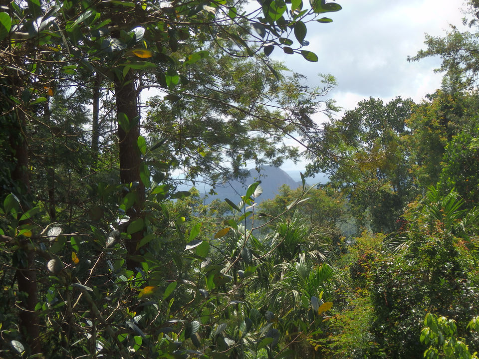 Photo of Wayanad -A trip into nature's lap 12/36 by Shoumava A Sengupta