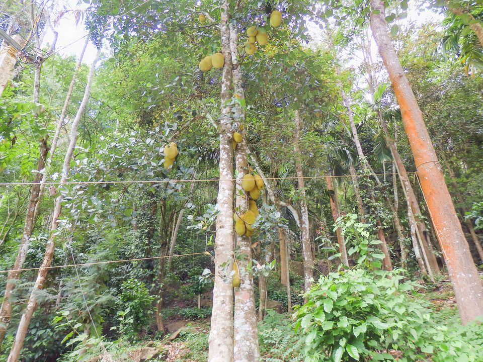 Photo of Wayanad -A trip into nature's lap 11/36 by Shoumava A Sengupta