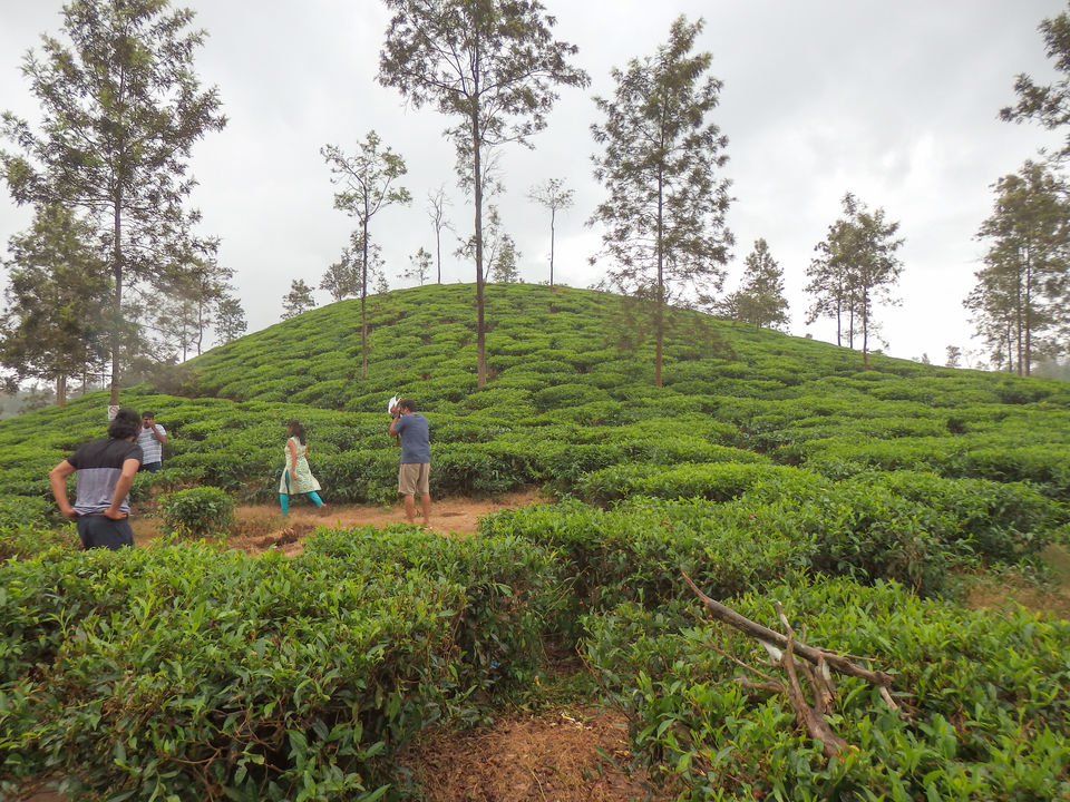 Photo of Wayanad -A trip into nature's lap 27/36 by Shoumava A Sengupta