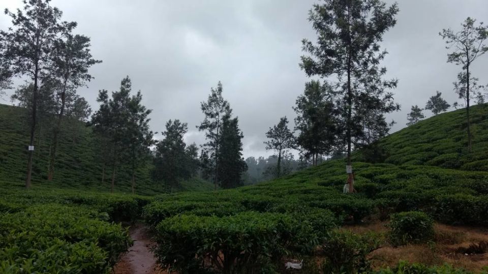 Photo of Wayanad -A trip into nature's lap 29/36 by Shoumava A Sengupta