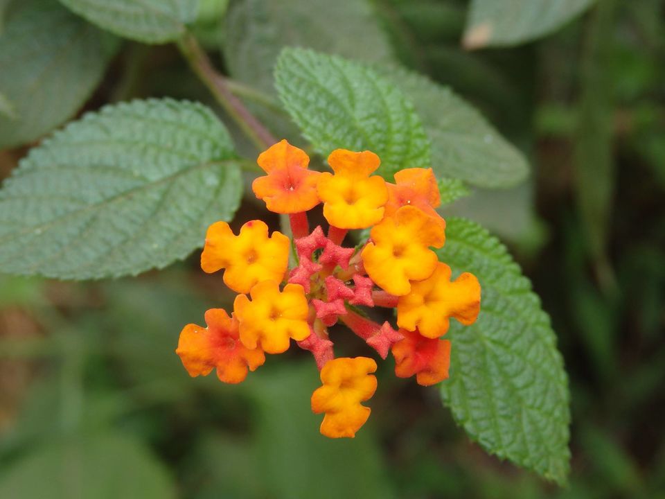 Photo of Solo trip to the Scotland of India - Coorg 9/34 by Shoumava A Sengupta