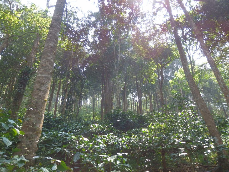 Photo of Solo trip to the Scotland of India - Coorg 10/34 by Shoumava A Sengupta