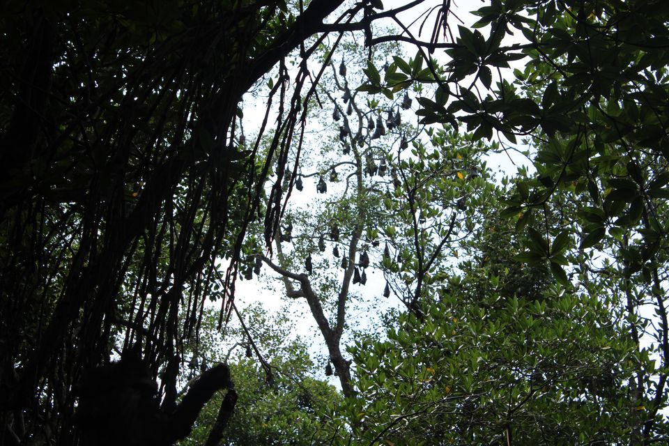 Photo of Bentota River Safari, Galle Road, Bentota, Sri Lanka by Shoumava A Sengupta