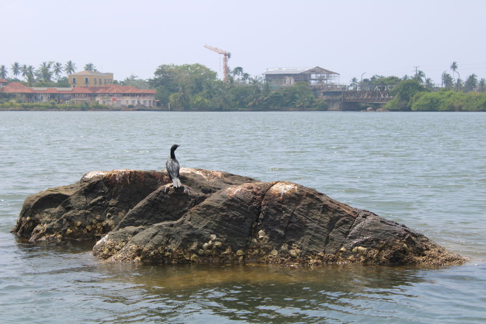Photo of Bentota River Safari, Galle Road, Bentota, Sri Lanka by Shoumava A Sengupta