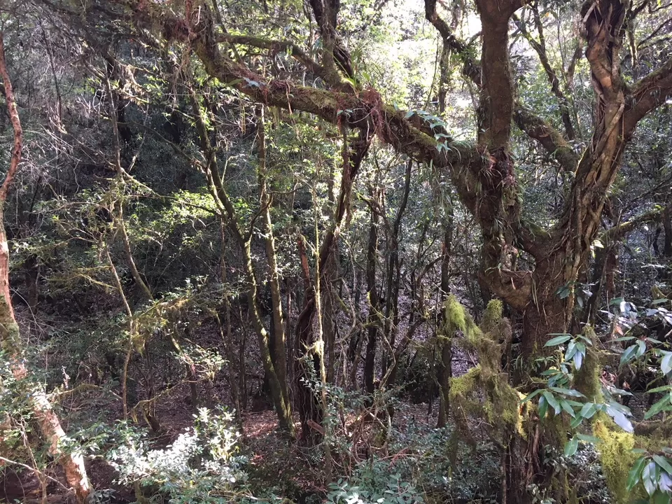 Photo of Trekking the 800-Year-Old Sacred Forest in Mawphlang Village by Radhika Changoiwalla
