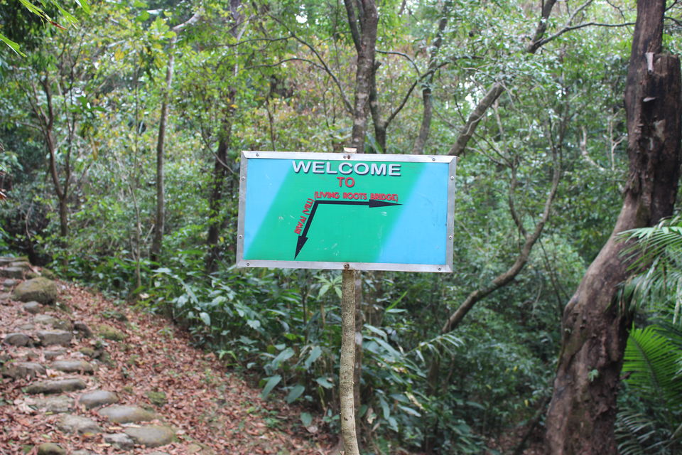 Photo of Asia's Cleanest Village, Mawsmai Cave and a Live Root Bridge! 2/13 by Varsha Singh