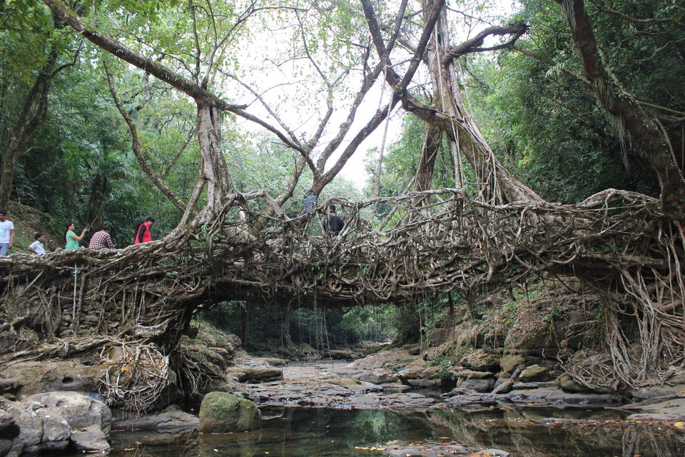 Photo of Asia's Cleanest Village, Mawsmai Cave and a Live Root Bridge! 4/13 by Varsha Singh