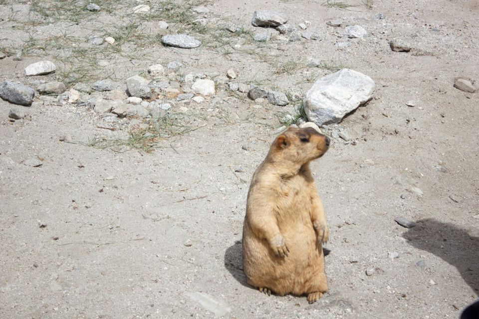 Photo of Leh Ladakh- A planet away from Earth :P 9/10 by Himani Thakkar