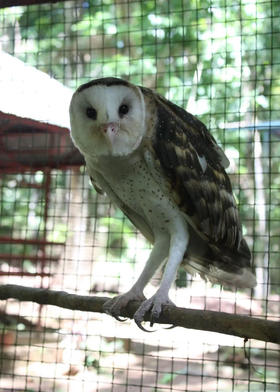 Photo of Cogon EcoTourism Park, Dipolog City, Zamboanga Peninsula, Philippines by Rowhe Rodriguez