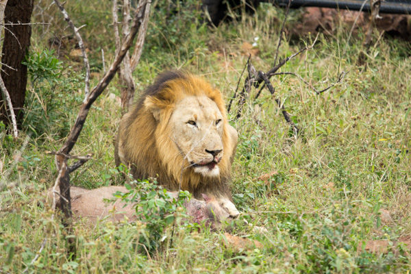 Photo of Learn "South Africa" 4/6 by sumit.jamwal