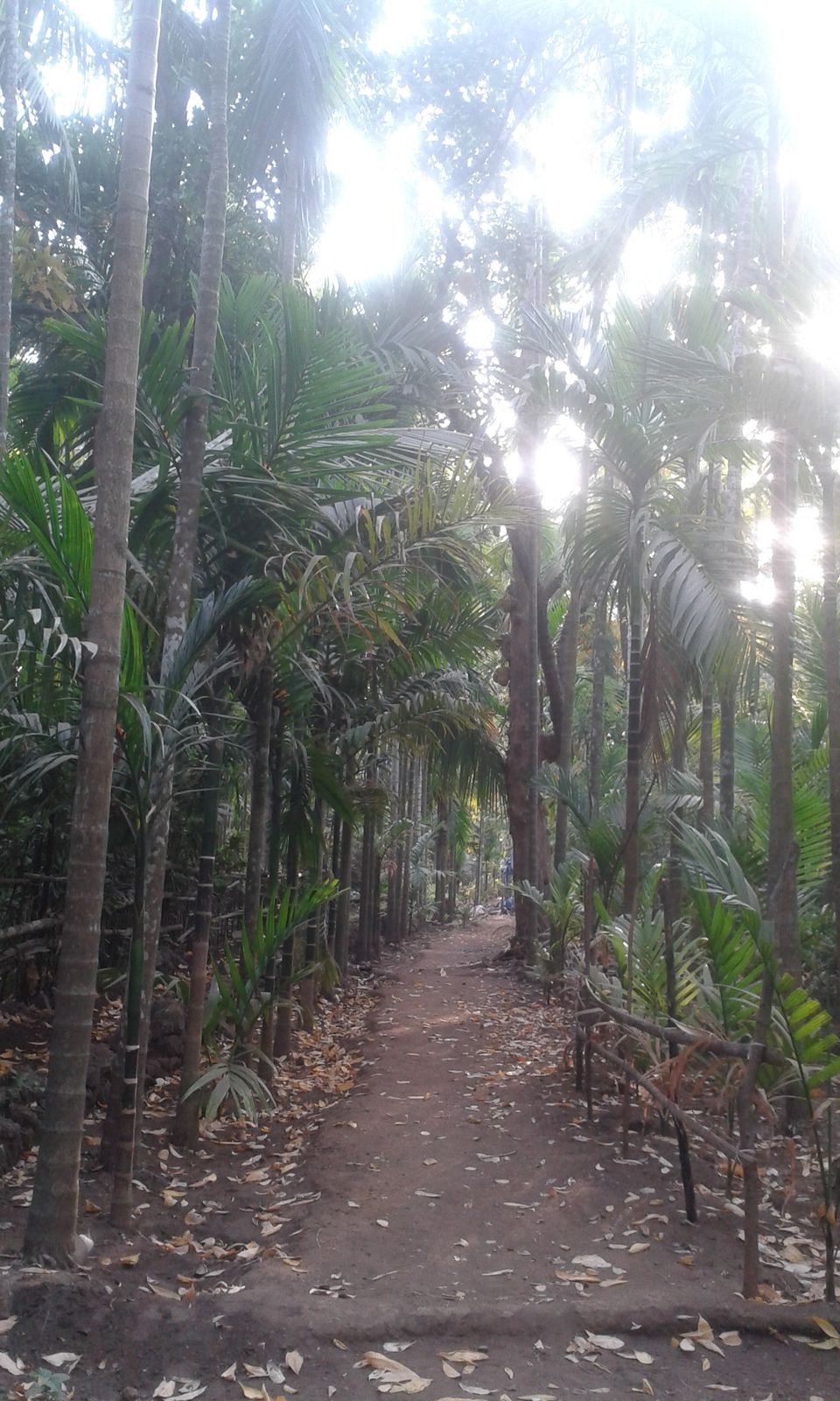 Photo of Bike trip to Velas, the turtle village 2/7 by Apeksha J Poojary