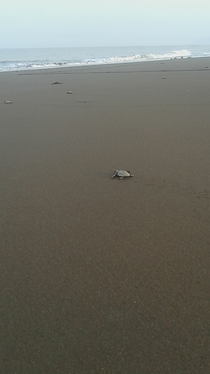 Photo of Bike trip to Velas, the turtle village 6/7 by Apeksha J Poojary