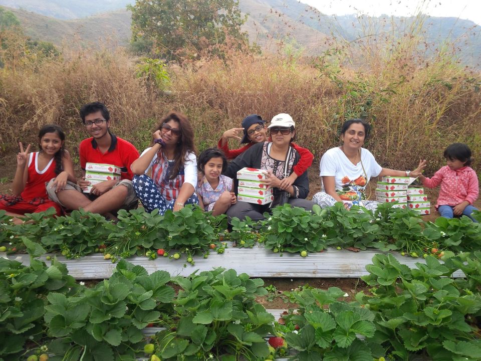 Photo of Strawberry Plantations with river Bank Camping @ Wai, enroute Panchgani. 2/2 by Krishna River Camp