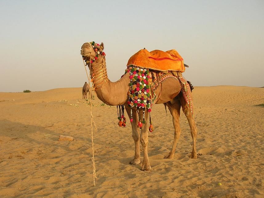 Photo of Jaisalmer- An Abode For Lovers of The Desert! 1/5 by Mridul Gogoi