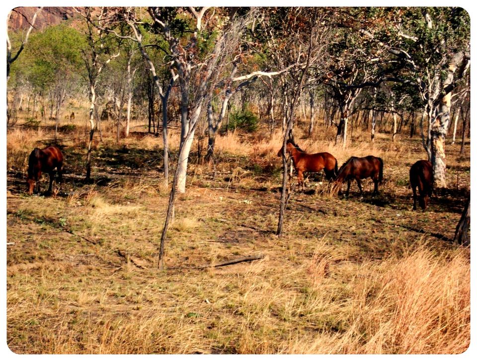 Hitchhiking Down the Westcoast of Australia Tripoto