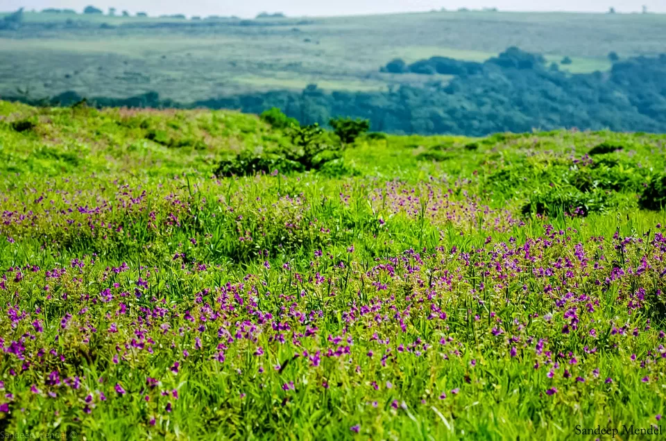 Photo of Kaas Plateau of Flowers, Kaas Plateau of Flowers, Koyna Wildlife Sanctuary, Maharashtra by Pace, Places and Faces