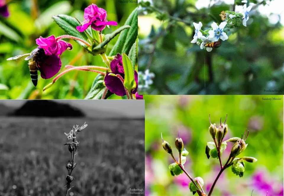 Photo of Kaas Plateau of Flowers, Kaas Plateau of Flowers, Koyna Wildlife Sanctuary, Maharashtra by Pace, Places and Faces