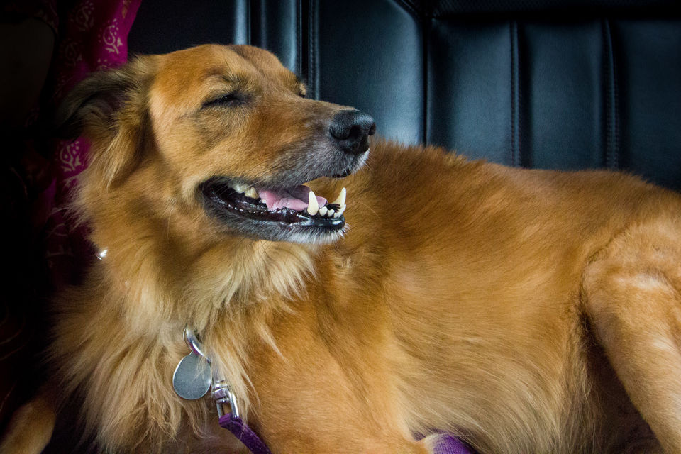 Photo of Coco's weekend road trip 1/16 by Pace, Places and Faces
