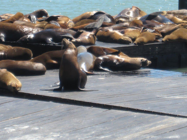 Photo of Solo trip: US edition 4/9 by Pace, Places and Faces