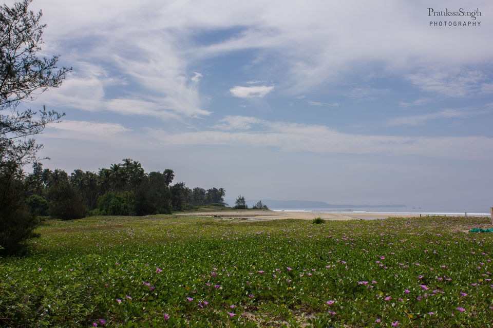 Photo of The Un-Goa 7/19 by Pace, Places and Faces