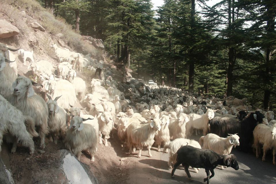 Photo of Road Trip to Spiti Valley 15/39 by Kaushal Vasa