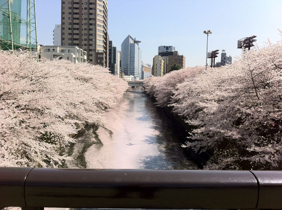 Photo of Japan: Part 2 - Cherry Blossoms, Kamakura, Hokkaido! 20/23 by Kaushal Vasa