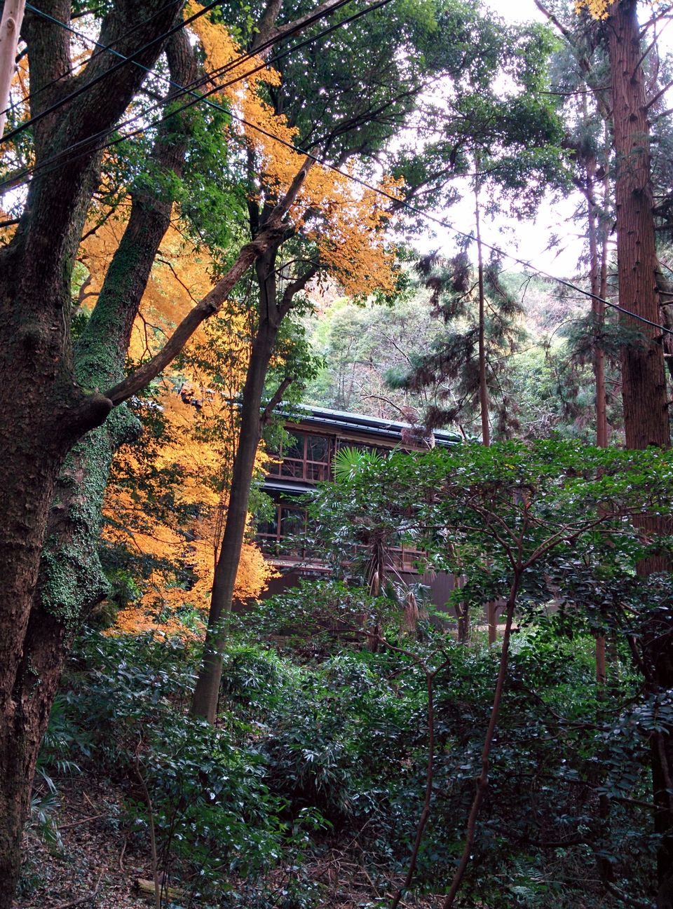 Photo of Japan: Part 1: Tokyo, Kyoto, Osaka 35/95 by Kaushal Vasa