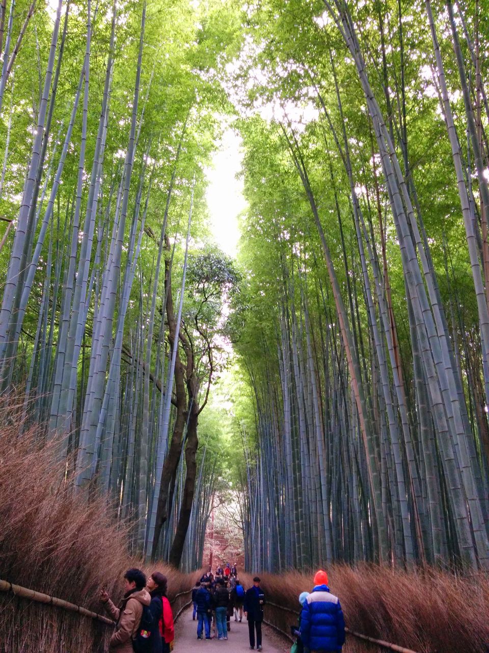 Photo of Japan: Part 1: Tokyo, Kyoto, Osaka 39/95 by Kaushal Vasa