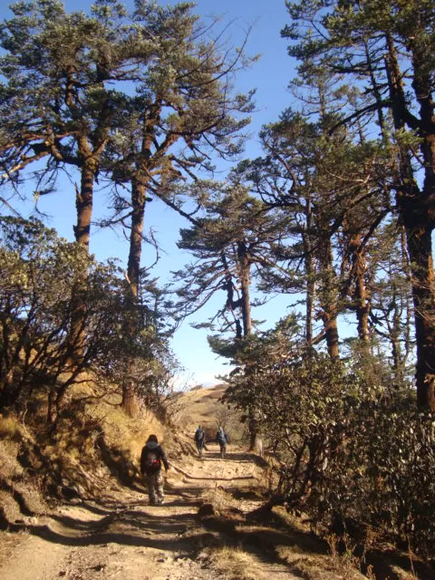 Photo of Phalut, Singalila Forest, West Bengal, India by Shoyeta chatterjee