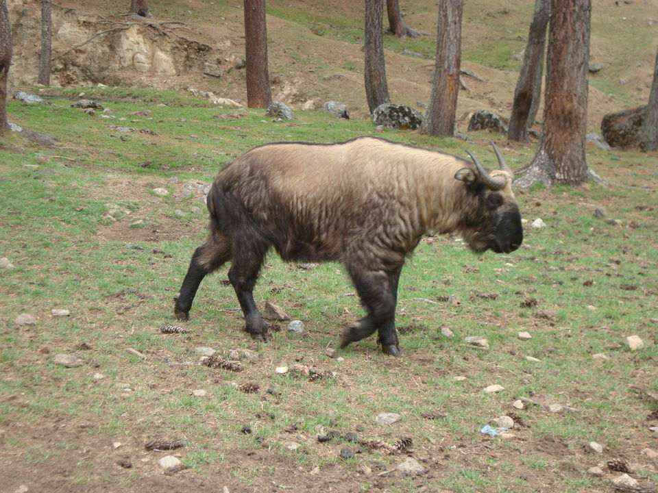 Photo of Thimphu, Bhutan by Shoyeta chatterjee