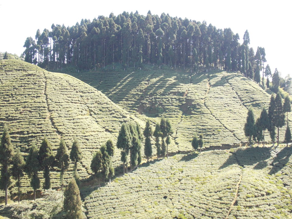 Photo of 8 Reasons to Visit Darjeeling 6/11 by Shoyeta chatterjee