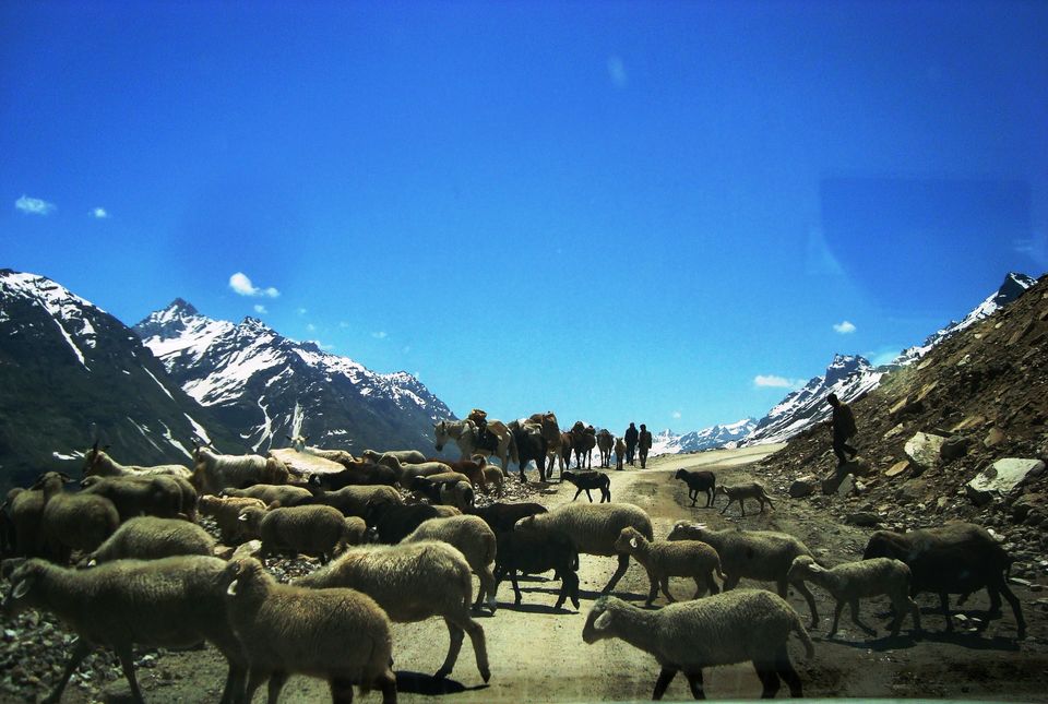 Photo of Road Trip Across Himachal Pradesh 4/60 by Shoyeta chatterjee