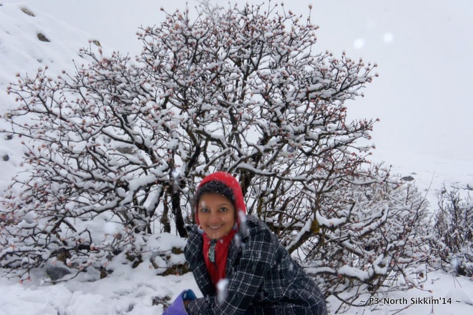 Photo of Sikkim- Greens, White & Gravel Beauty 38/70 by Preeti