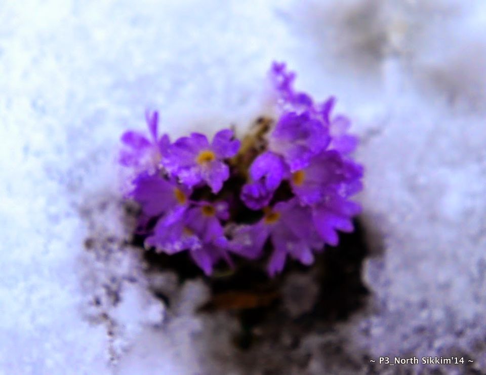 Photo of Sikkim- Greens, White & Gravel Beauty 41/70 by Preeti