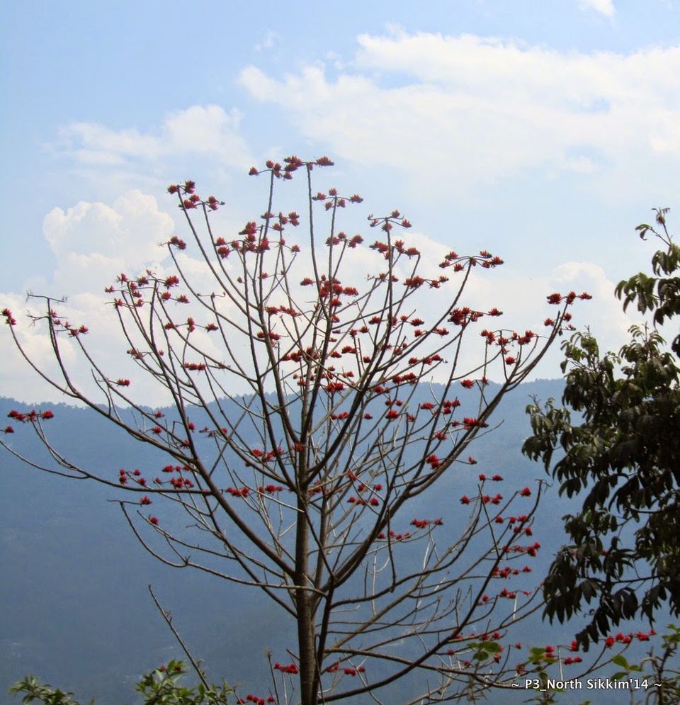 Photo of Sikkim- Greens, White & Gravel Beauty 56/70 by Preeti