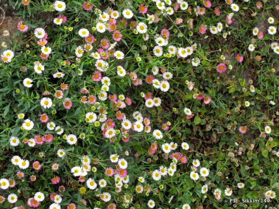 Photo of Sikkim- Greens, White & Gravel Beauty 39/70 by Preeti