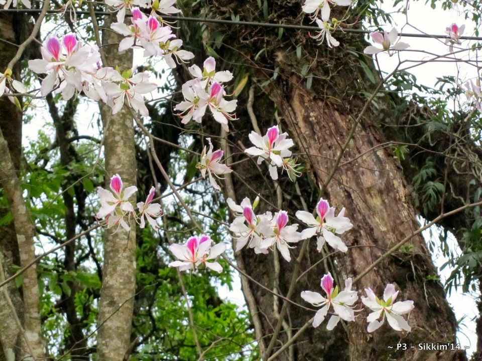 Photo of Sikkim- Greens, White & Gravel Beauty 46/70 by Preeti
