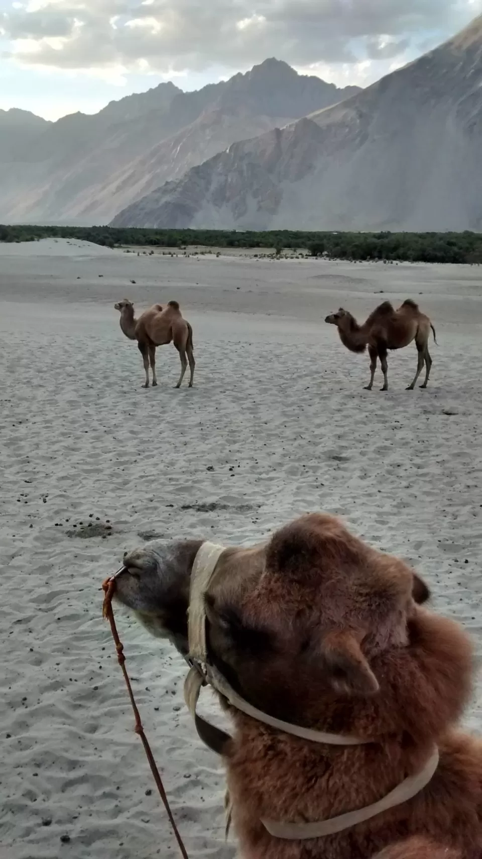 Photo of Hunder at nubra valley by Anshumaan Goel