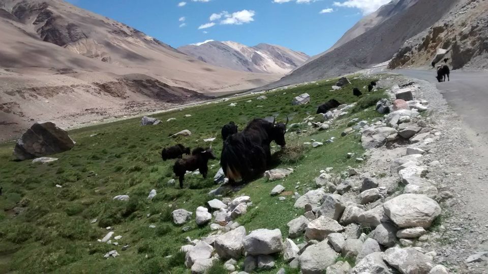 Photo of Seven Exciting Days in The Land of the High Passes 2/17 by Anshumaan Goel