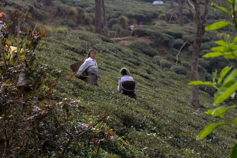 Photo of From Darjeeling With Love by Shubhanjana Das