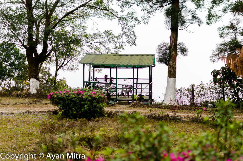 Photo of A Soothing Sojourn in the Tea Estate of Selim Hill! by Gargi Mitra
