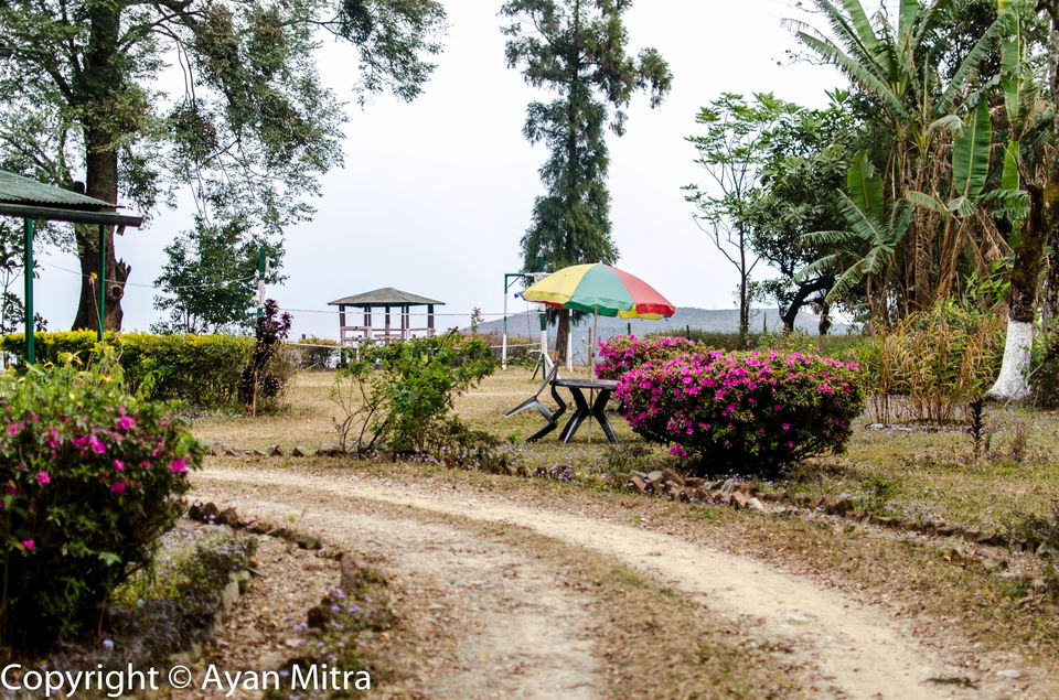 Photo of A Soothing Sojourn in the Tea Estate of Selim Hill! by Gargi Mitra