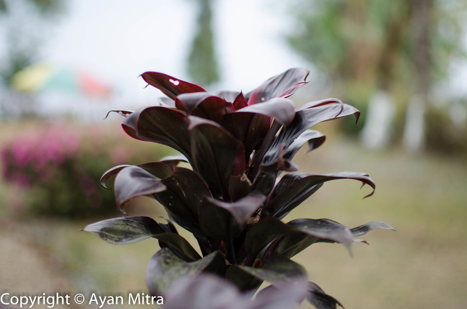 Photo of A Soothing Sojourn in the Tea Estate of Selim Hill! by Gargi Mitra