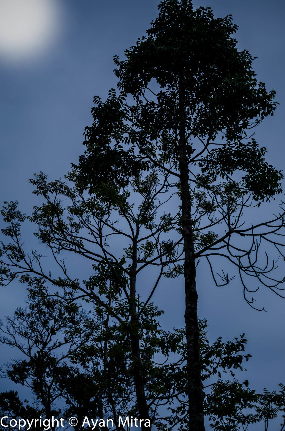 Photo of A Soothing Sojourn in the Tea Estate of Selim Hill! by Gargi Mitra