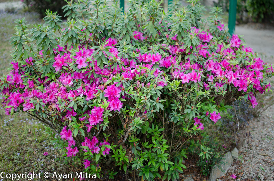 Photo of A Soothing Sojourn in the Tea Estate of Selim Hill! by Gargi Mitra