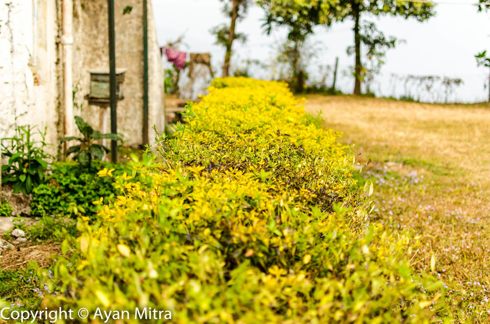 Photo of A Soothing Sojourn in the Tea Estate of Selim Hill! by Gargi Mitra