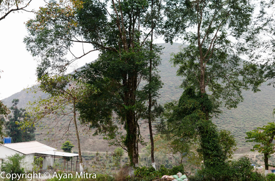 Photo of A Soothing Sojourn in the Tea Estate of Selim Hill! by Gargi Mitra