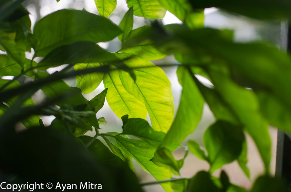 Photo of A Soothing Sojourn in the Tea Estate of Selim Hill! by Gargi Mitra