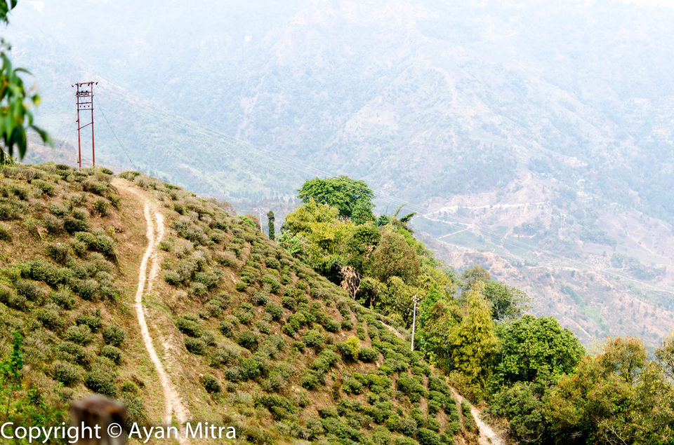 Photo of A Soothing Sojourn in the Tea Estate of Selim Hill! by Gargi Mitra