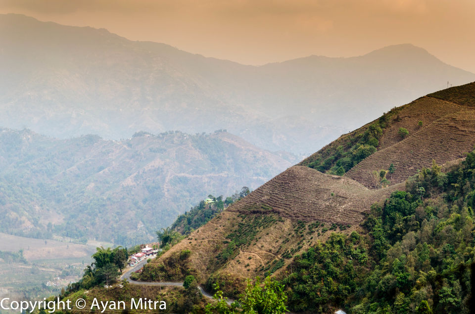 Photo of A Soothing Sojourn in the Tea Estate of Selim Hill! by Gargi Mitra